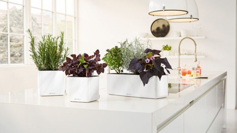 Self-watering herb kit with grow light